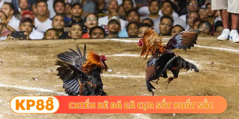 Chiến kê đá gà cựa sắt xuất sắc