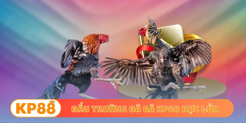Đấu trường đá gà KP88 rực lửa